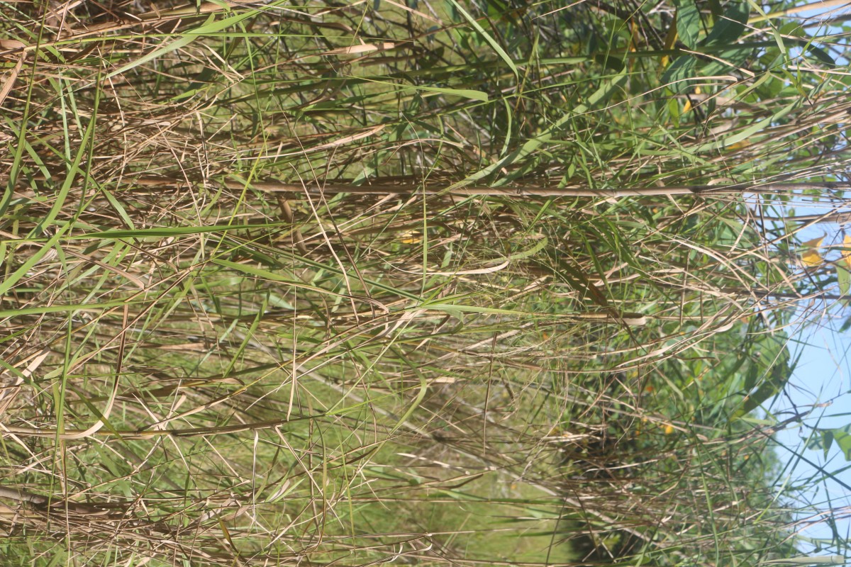 Phragmites karka (Retz.) Trin. ex Steud.